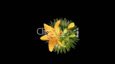 Flowering yellow lily on the black background (L. prominet)
