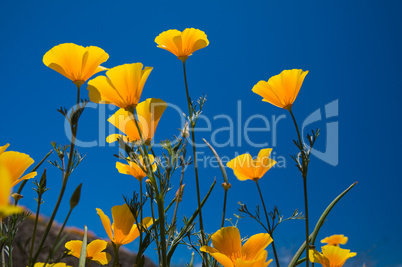 Gelbe Mohnblumen auf Teneriffa
