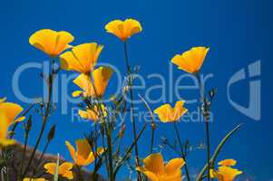 Gelbe Mohnblumen auf Teneriffa