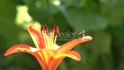 orange lily - macro