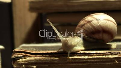 Snail,