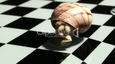 Snail,