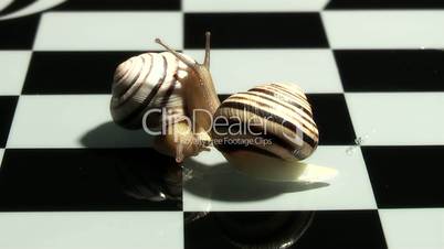 Snail,