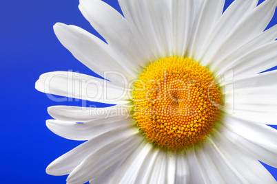 Chamomile on blue background. Close-up view