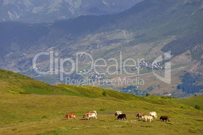 Grazing cow on green meadow in Caucasus Mountains
