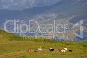 Grazing cow on green meadow in Caucasus Mountains