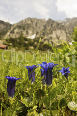 Enziane (Gentiana)