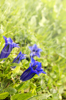 Enziane (Gentiana)