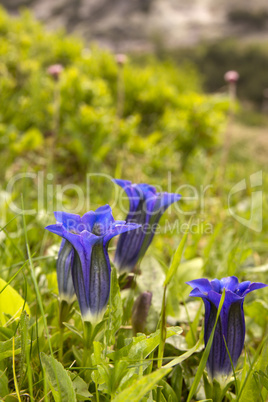 Enziane (Gentiana)