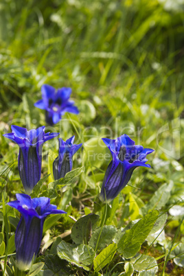 Enziane (Gentiana)