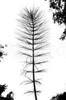 Silhouette of giant horsetail