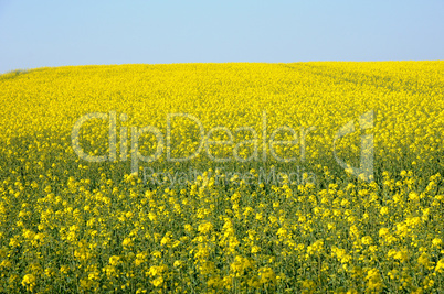 Val d Oise, a field of rape in spring