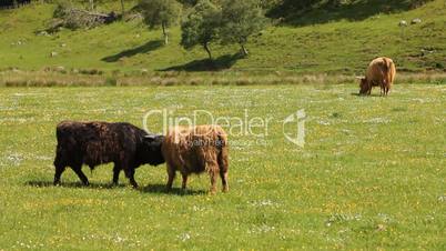 Typical Scottish cows in a field