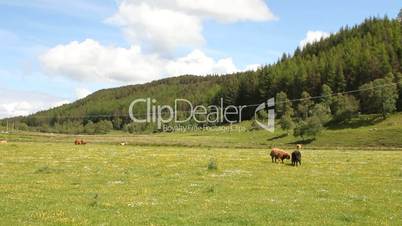 Typical Scottish cows in a field