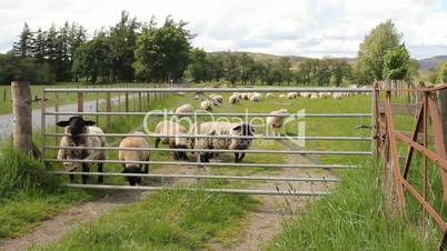 Sheep behind a gate