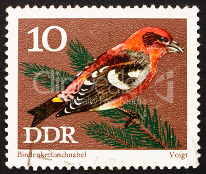 Postage stamp GDR 1971 White-winged crossbill, Passerine Bird