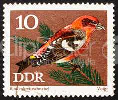 Postage stamp GDR 1971 White-winged crossbill, Passerine Bird