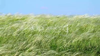 Stipa