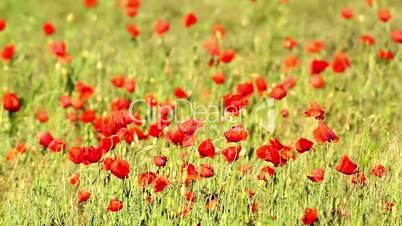 Poppy flowers