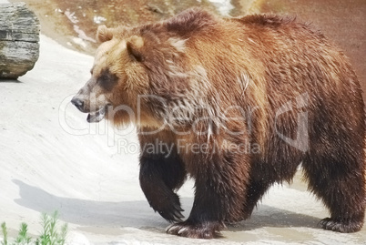 The brown bear close up, wild life