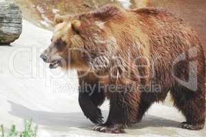 The brown bear close up, wild life