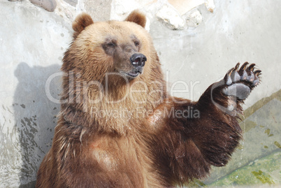 The brown bear welcomes with a paw