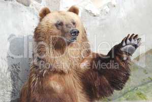The brown bear welcomes with a paw