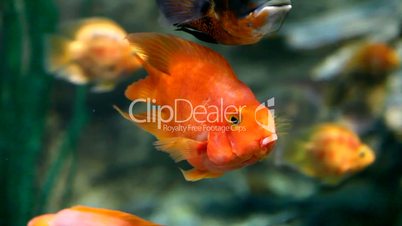 Close-up of goldfish