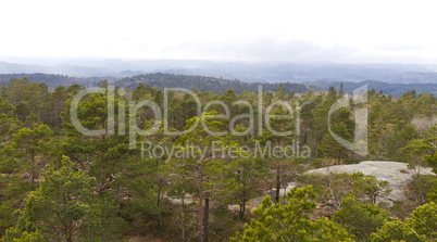 view over forest with cloudy sky