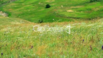 feather grass in the Crimean steppes