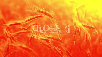 Summer Wheat Crop pattern