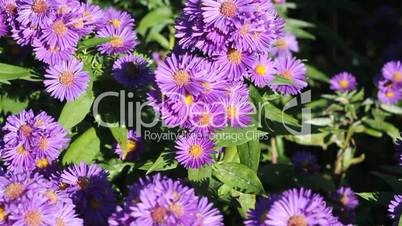 aster and bees