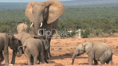 Group little and parents elephants