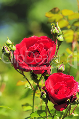 rose 72