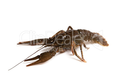 Crawfish isolated on white background