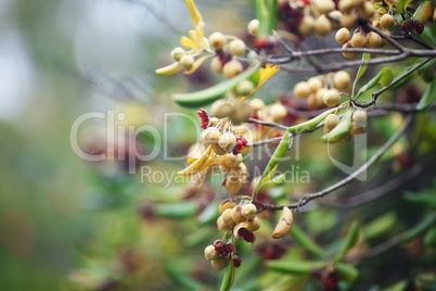 tropical fruits on a tree branch