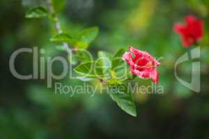 Chinese red rose on a green tree