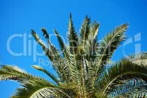palm tree on the background southern blue sky