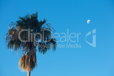 palm tree on the background southern blue sky and moon