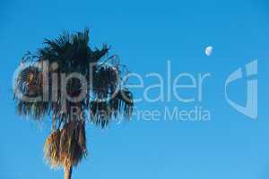 palm tree on the background southern blue sky and moon