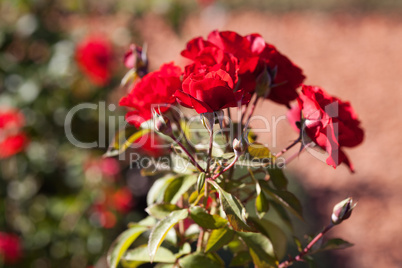 background of beautiful roses in the garden