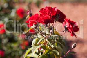 background of beautiful roses in the garden