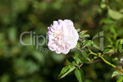 background of beautiful roses in the garden