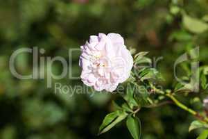 background of beautiful roses in the garden