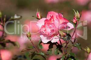 background of beautiful roses in the garden