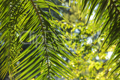 leaf of palm tree in sunlight