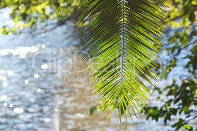 leaf of palm tree in sunlight and water