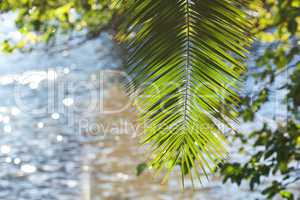 leaf of palm tree in sunlight and water