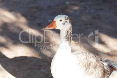 beautiful white goose in nature