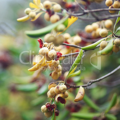 tropical fruits on a tree branch